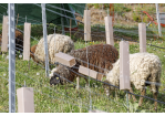 Fotografie: Braune und weiße Schafe grasen zwischen den Reben des städtischen Weinbergs.  