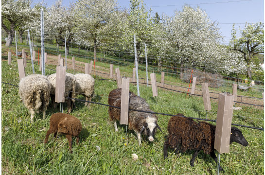 Fotografie: Ein Herde von gemischten Schafen weidet auf dem städtischen Weinberg. 