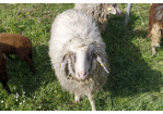 Fotografie: Das Schaf namens Glubschi blickt in die Kamera.  