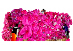 Fotografie – riesige pinkfarbene Blüten in welche Menschen hineinschauen