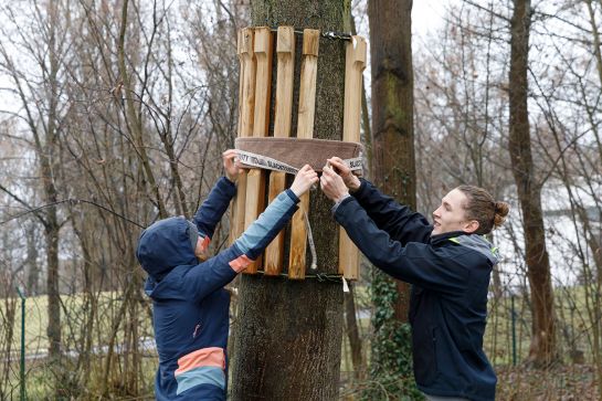 Zwei Personen bringen eine Slackline an einem Baum an