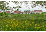 Fotografie - im Vordergrund eine blühende Wiese, dahinter erste Häuser des Stadtteils Burgwienting-Harting