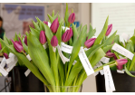 Fotografie - Violette Tulpen mit Zetteln auf denen „Du bist wunderbar!“ und „Du bist wertvoll!“ steht 