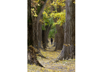 Fotografie - Baumallee mit bunten Herbstblättern, ein Spaziergänger läuft zwischen den Bäumen