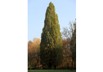 Fotografie - großer Baum im Albert-Schweitzer-Park