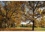 Fotografie - Herbstlaub im Albert-Schweitzer-Park
