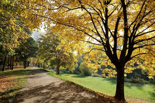 Fotografie - Bäume mit buntem Herbstlaub