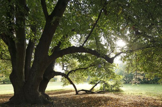 Fotografie - alter Baum im Park, ein Ast wirkt wie auf der Wiese abgelegt
