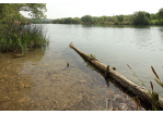 Fotografie - Blick über Baggersee, im Vordergrund Holz im Wasser