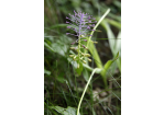 Schopfige Traubenhyazinthe – auch diese seltene Pflanze findet man im Naturschutzgebiet.