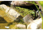 Ein Frosch an einem Teich