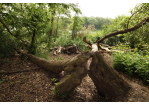 Fotografie: Verwilderte Ansicht eines umgestürzten Baums und abgebrochenen Ästen