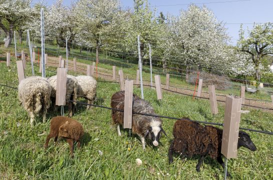 Ein Herde von gemischten Schafen weidet auf dem städtischen Weinberg. 