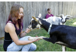 Fotografie: Ein Mädchen füttert eine Ziege.