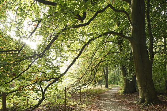 Der Dörnbergpark – ein englischer Landschaftsgarten im Wandel