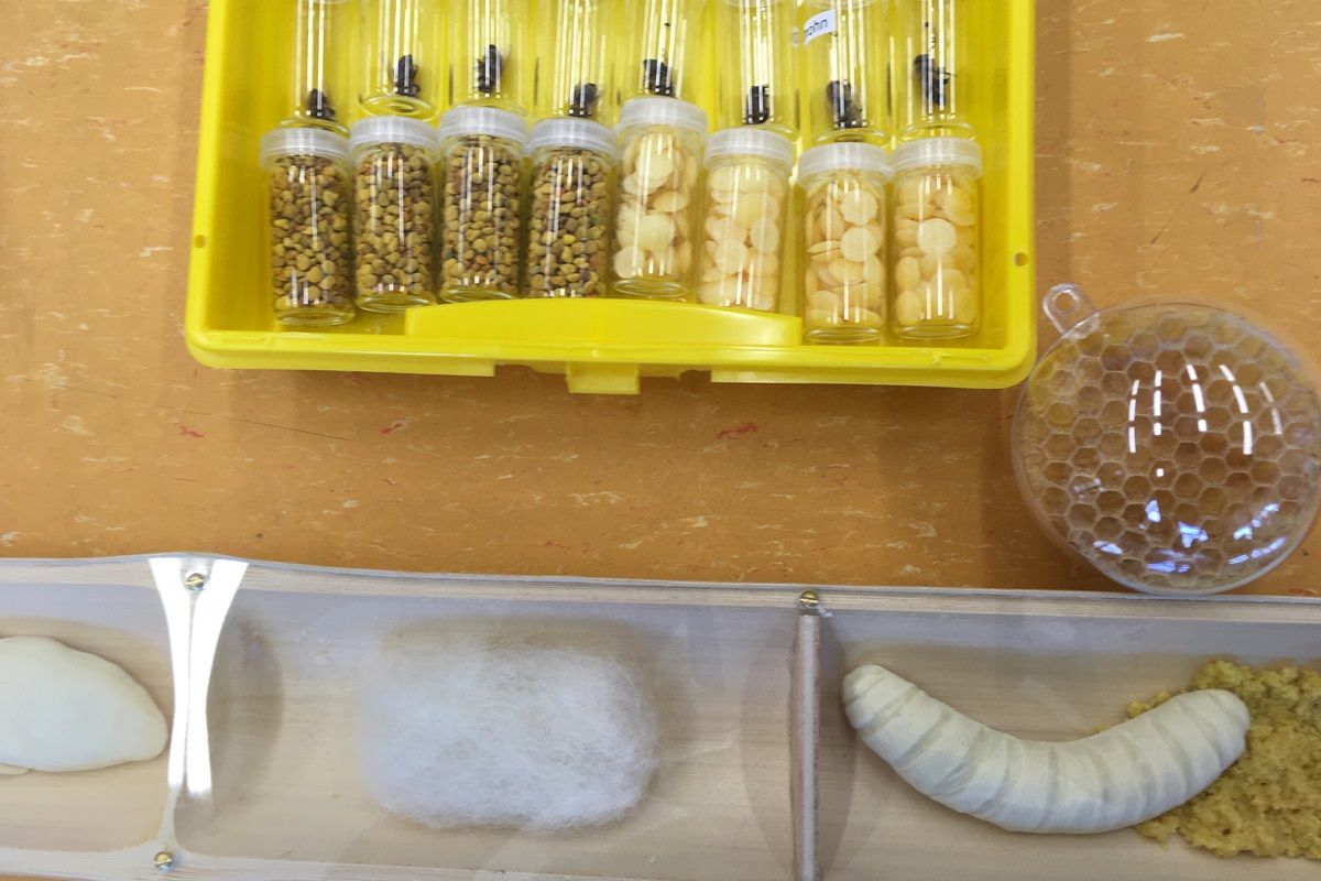 Vorschaubild Bienenkoffer