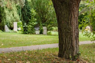 Städtische Bestattung - Baum