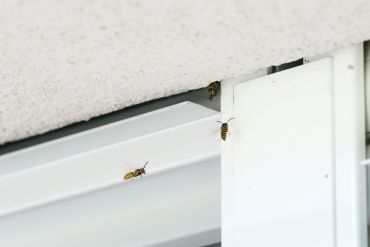 (C) Stadt Regensburg, Bilddokumentation Wespennest Rollokasten