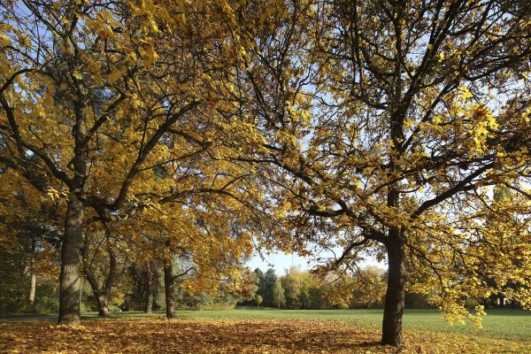 Fotografie: Goldene Ahornbäume leuchten in der Herbstsonne.