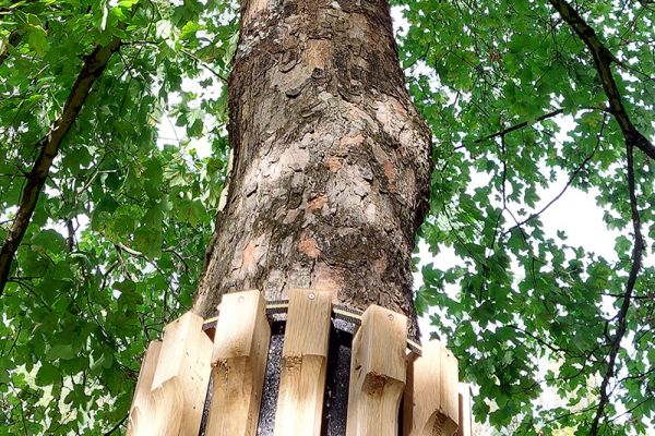Baum mit Holzschutz in Slackline-Parks