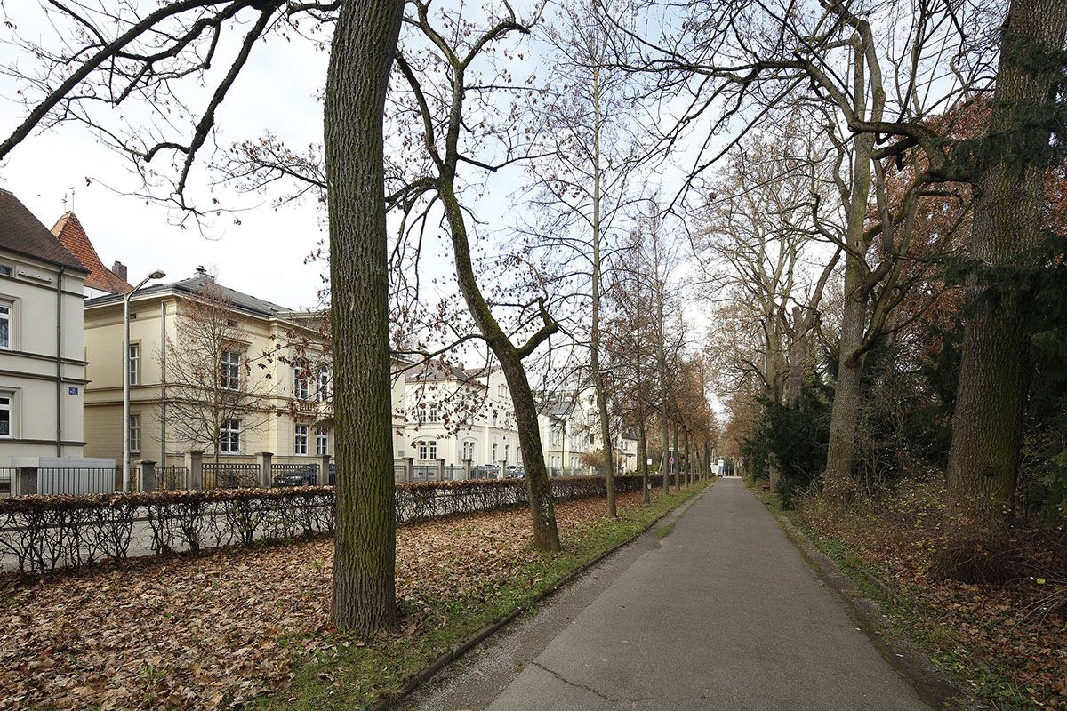 Fotografie - Von Bäumen gesäumter Weg