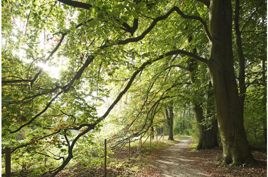 Der Dörnbergpark – ein englischer Landschaftsgarten im Wandel