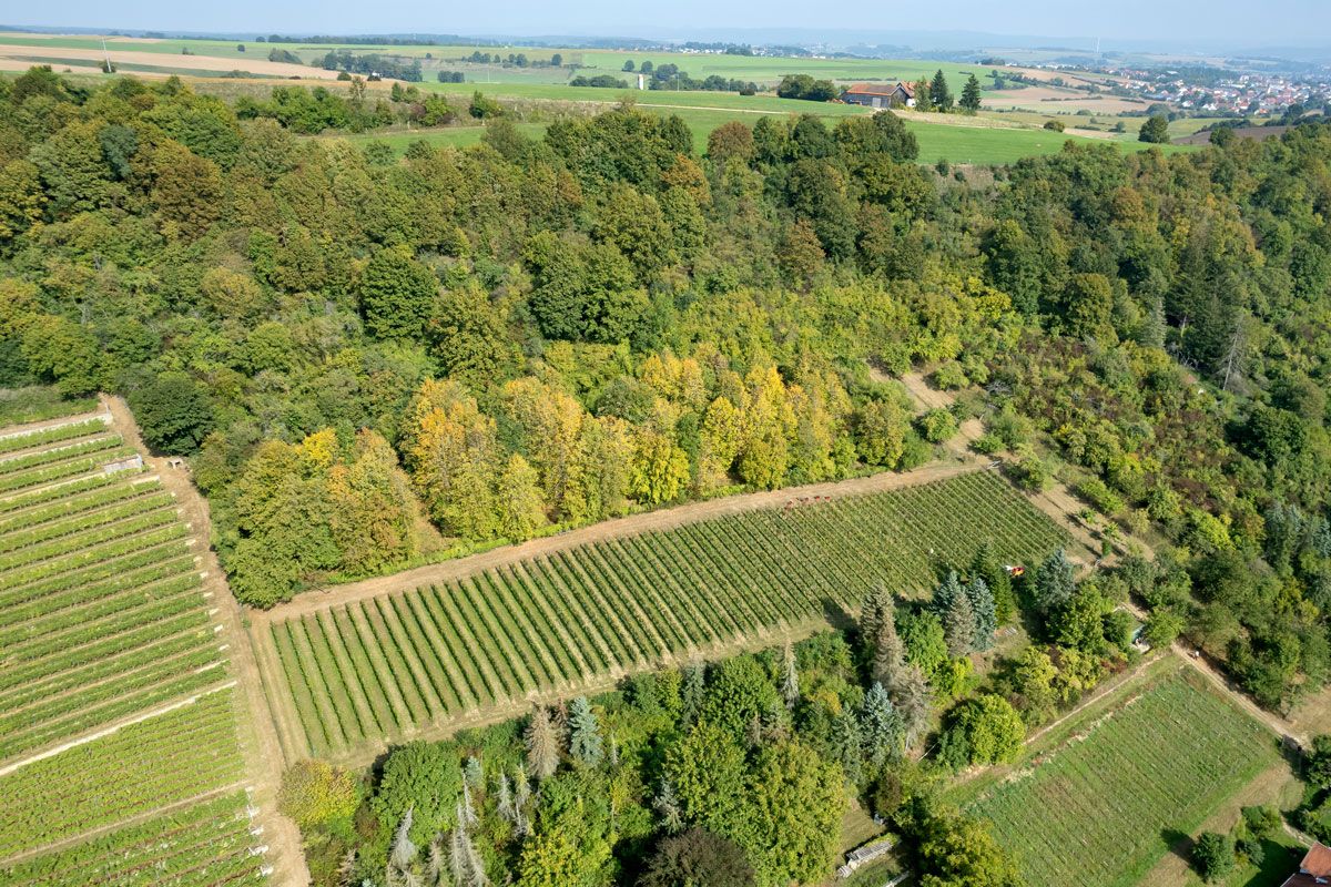 Fotografie: Luftaufnahme städtischer Weinberg