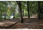 Fotografie - Spazierweg durch Bäume entlang der Donau