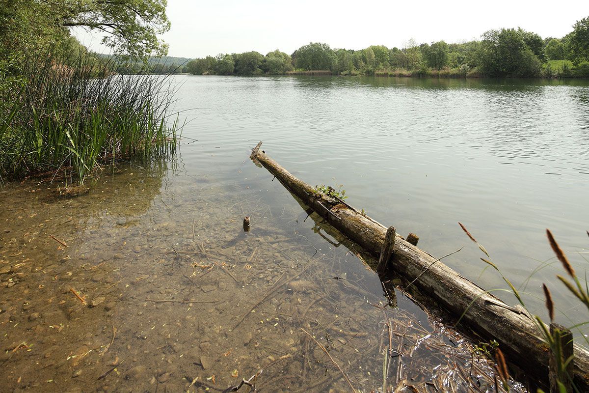 Fotografie - Blick über Baggersee, im Vordergrund Holz im Wasser