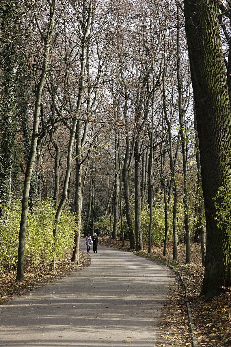 Fotografie - von Bäumen gesäumter Weg
