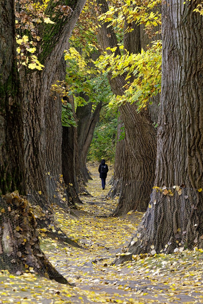 Fotografie - Baumallee mit bunten Herbstblättern, ein Spaziergänger läuft zwischen den Bäumen