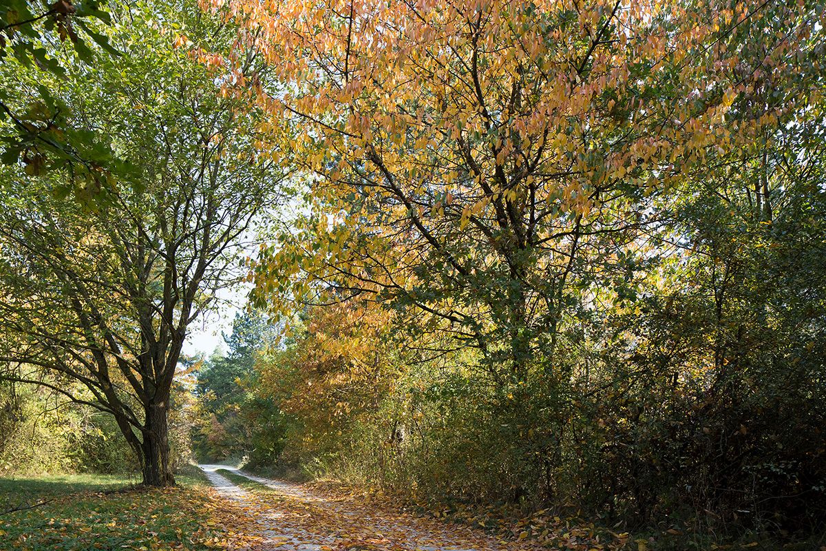 Fotografie - mit Laub bedeckter Weg im Naturschutzgebiet