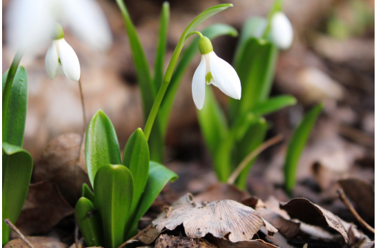 KKB 27. März Der Frühling naht