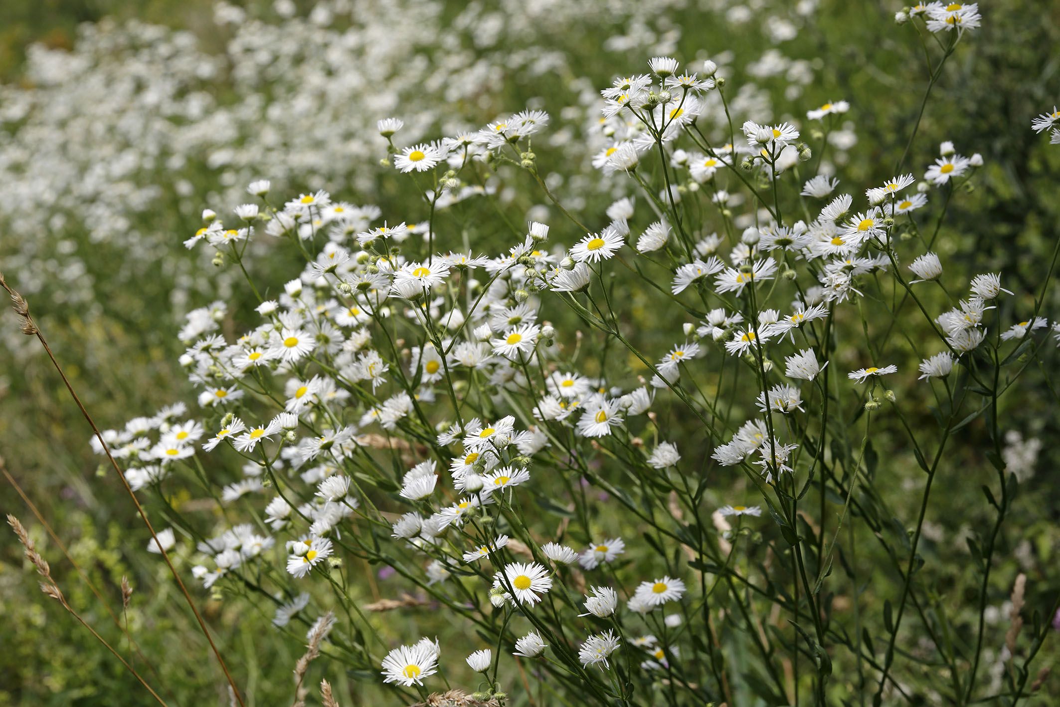 Keilsteiner Hang - Berufkraut