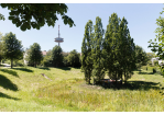 Fotografie - Wiesen (C) Bilddokumentation Stadt Regensburg