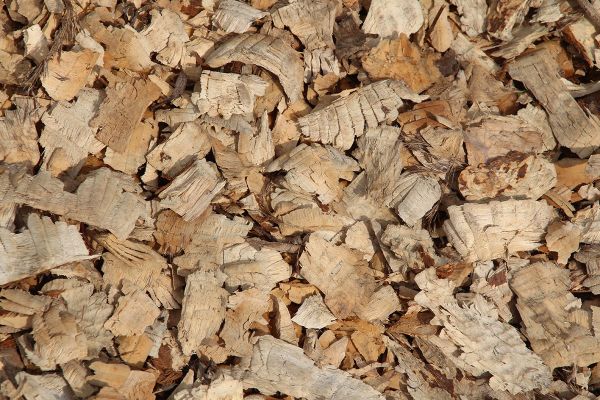 Biber - Abgenagtes Holz
