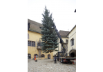 Fotografie: Der Christbaum auf dem Rathausplatz wird aufgestellt. (C) Bilddokumentation Stadt Regensburg