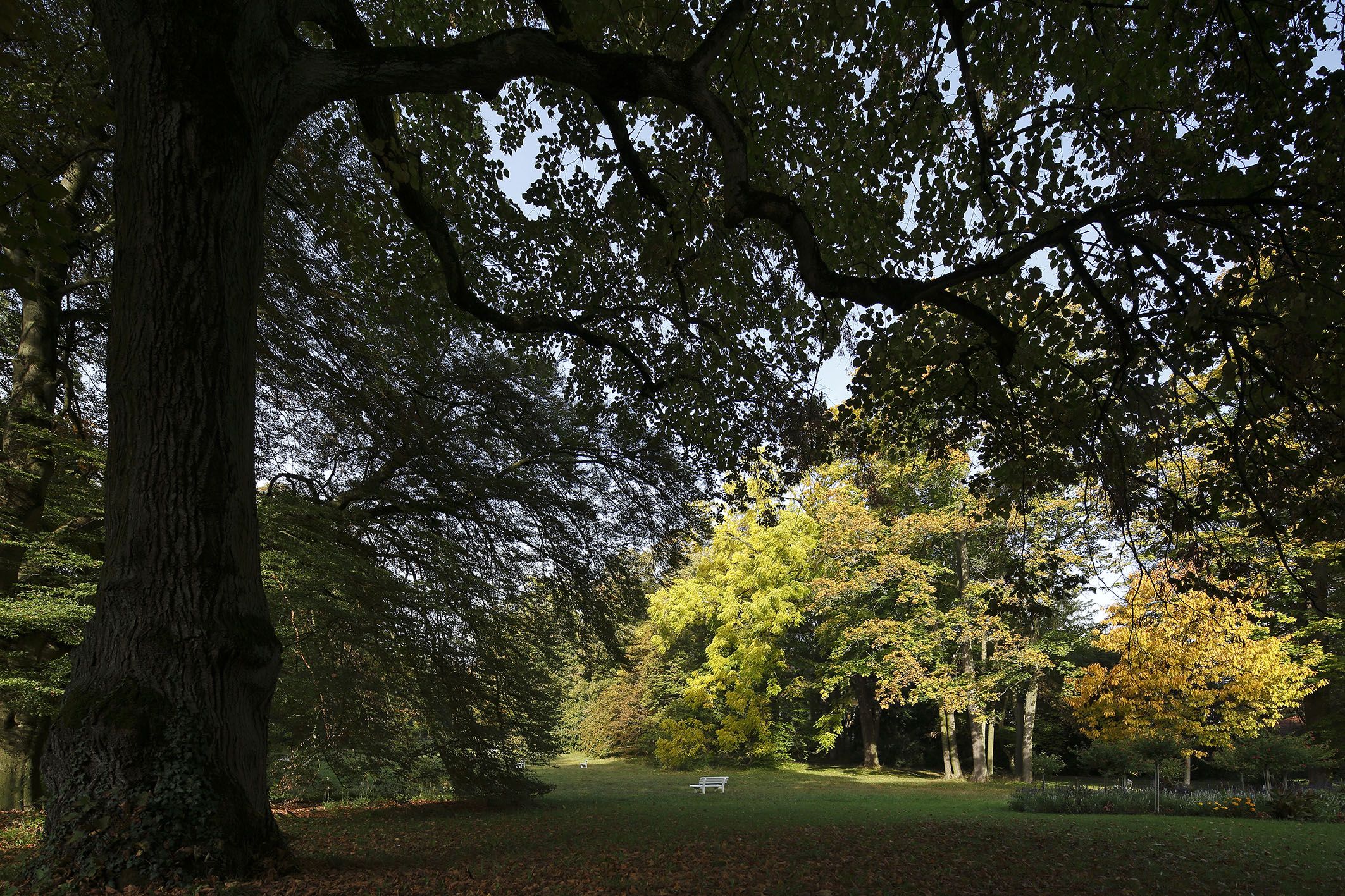 Der Dörnbergpark – ein englischer Landschaftsgarten im Wandel