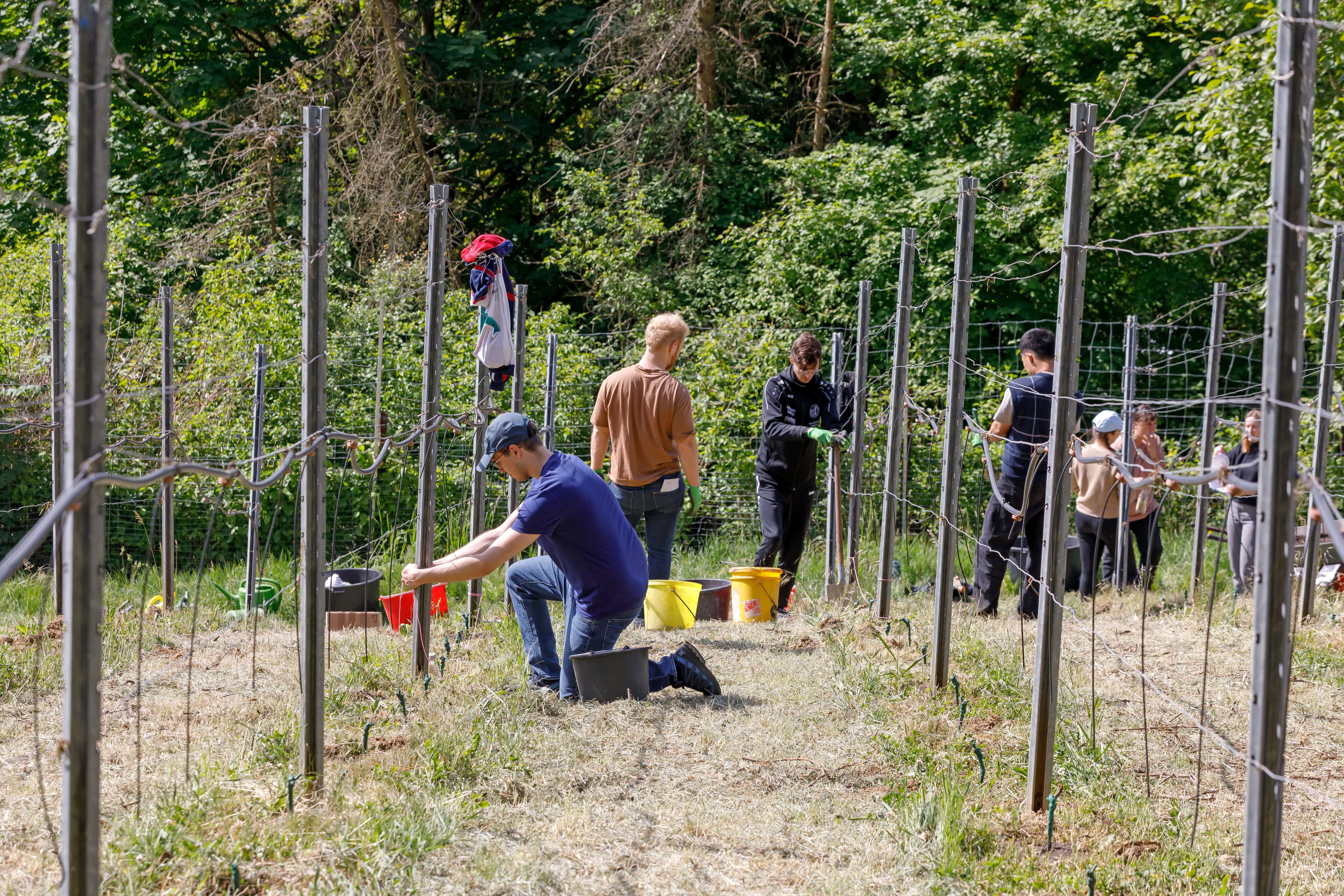Die Studentischen Helferinnen und Helfer bei der Vorbereitung der Pflanz-Standorte.