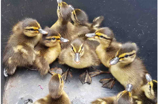 In einem Eimer werden die Entenküken ans Ufer der Donau gebracht und dort behutsam abgesetzt. Die Entenmama folgte zu Fuß.