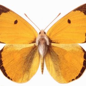 Regensburger Heufalter (Colias myrmidone),Aquarell von Gunnar Brem (1994)