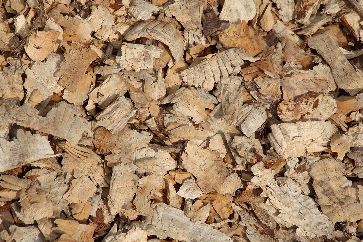 Biber - Abgenagtes Holz