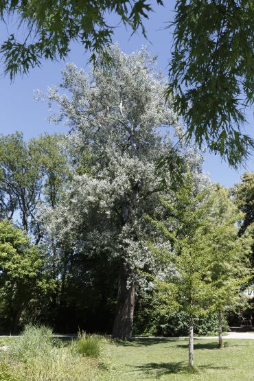 Fotografie: Baum im Charlotte-Brandis-Park