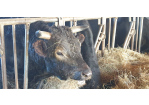Fleischer und Fleischereifachverkäuferinnen bei Lucki Maurer - eine Rind