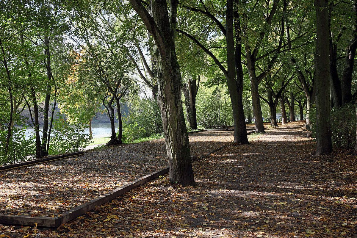 Fotografie - Spazierweg durch Bäume entlang der Donau