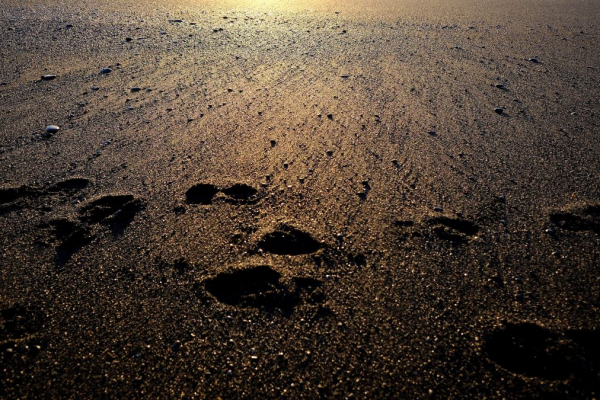 Grafik: Startseite des Regensburger KI-Führerseins mit einem Fahrradfahrer und einem Text, der die Anwenderinnen und Anwender zu einer virtuellen Entdeckungsreise quer durch Regensburg einlädt.