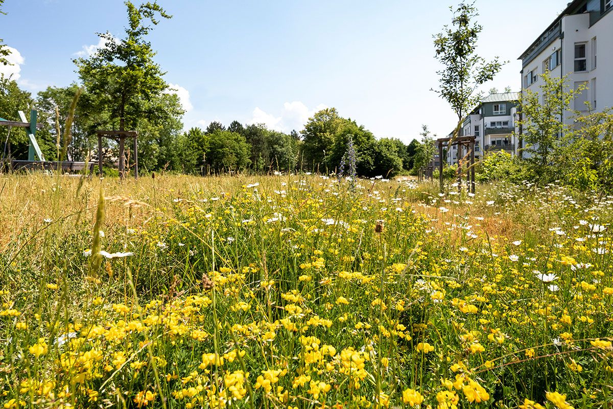 Fotografie - Wiesenpark