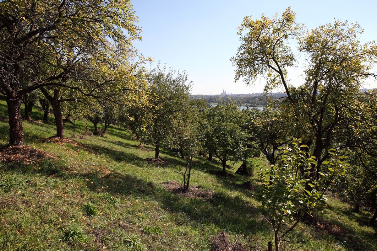 Fotografie: Streuobstwiese mit Blick auf die Altstadt