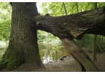 Fotografie: Idylle mitten im Verkehrslärm: Der Königswiesener Weiher © Bilddokumentation Stadt Regensburg