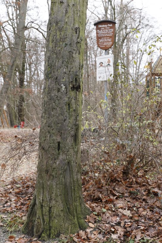 Der Pilzbefall an den Bäumen machte die 14-monatige Sperrung des Parkes notwendig. (C) Bilddokumentation Stadt Regensburg